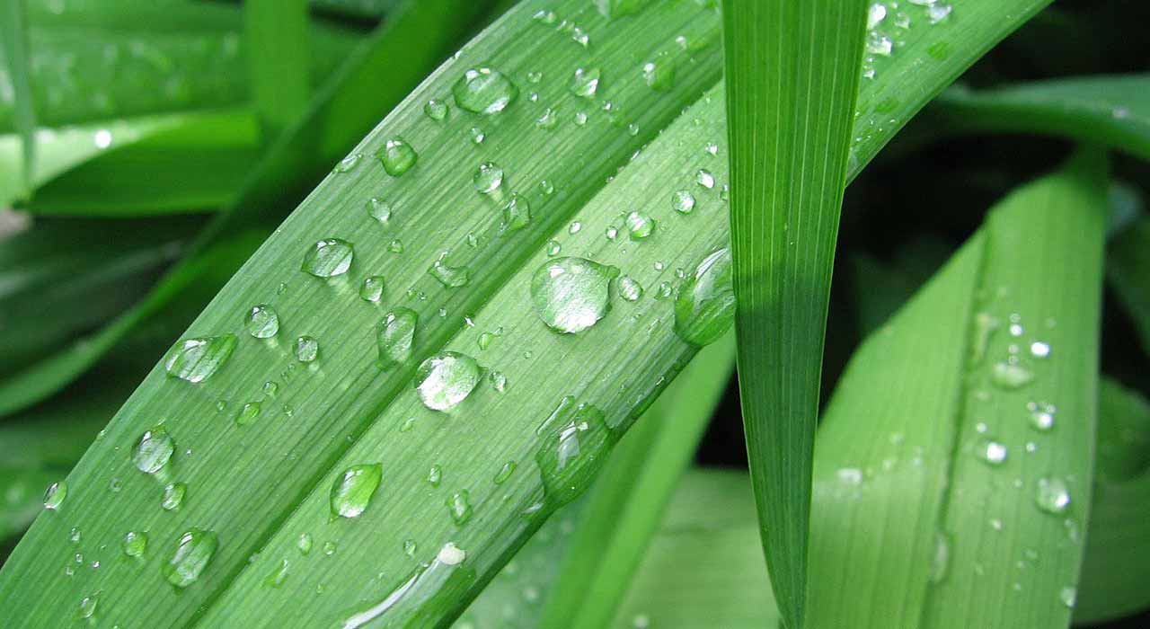Green blades of grass wearing the morning dew
