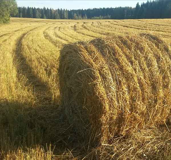Golden straw bale in a straw field
