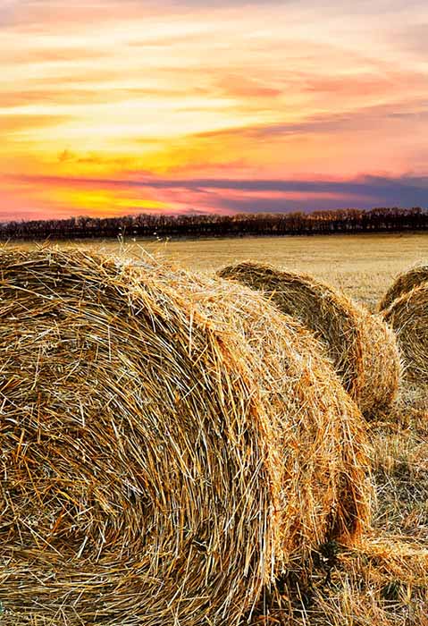 A field of straw bales in a beautiful sunset